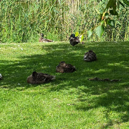 Oldeoog Og - * هوروميرسيال