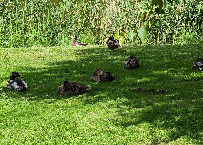 Oldeoog Og - * 霍鲁梅尔希尔